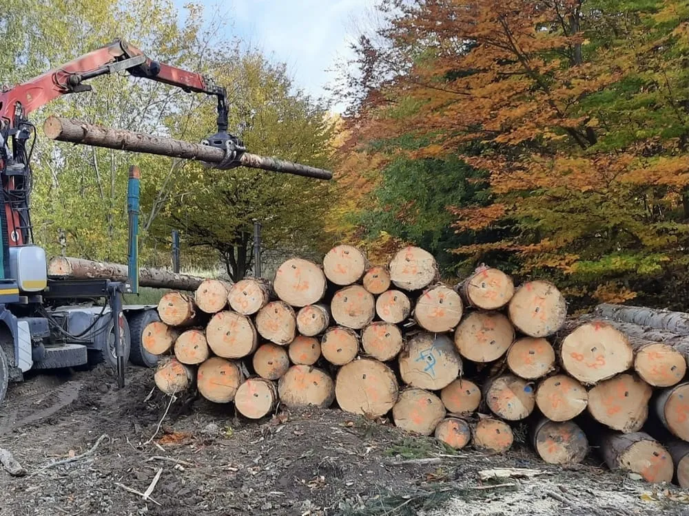 Skladovanie guľatiny pri lesnej ceste